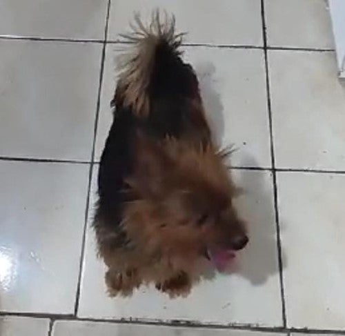 Cachorro Desaparecido: Família Procura por Pipo no Bairro Nova Esperança em Petrolândia-PE