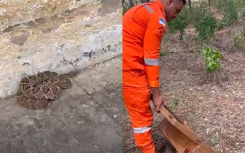 Cobra Cascavel é Encontrada na Calçada de Residência em Petrolândia e Mobiliza Corpo de Bombeiros