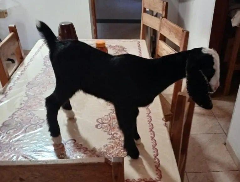 Gatuno furta cabrita “Bita” criada como filha em Floresta, no Sertão de Pernambuco Gatuno furta cabrita “Bita” criada como filha em Floresta, no Sertão de Pernambuco