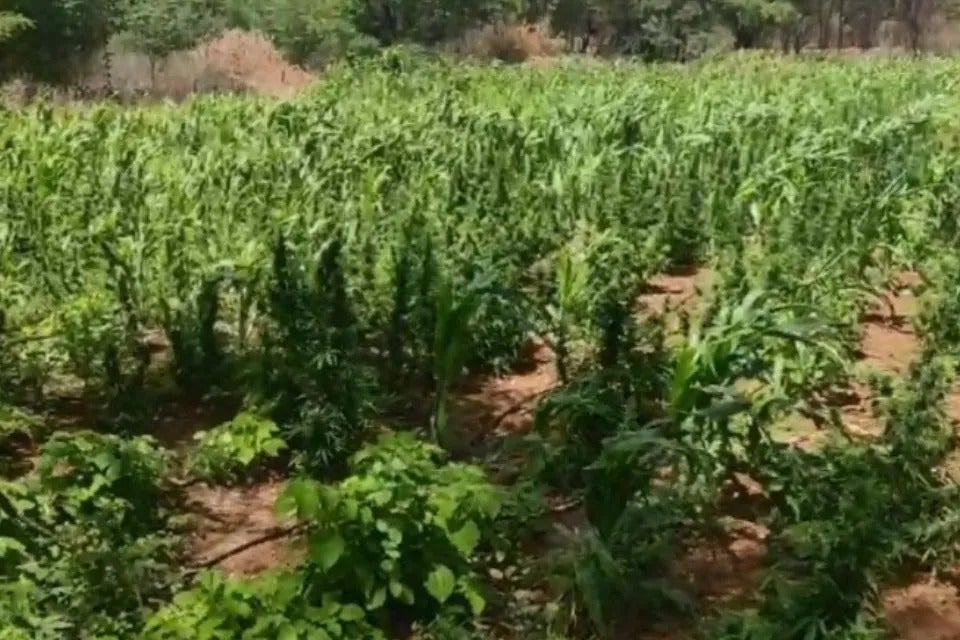 Polícia erradica quase 13 mil pés de maconha em Floresta, no Sertão de Pernambuco