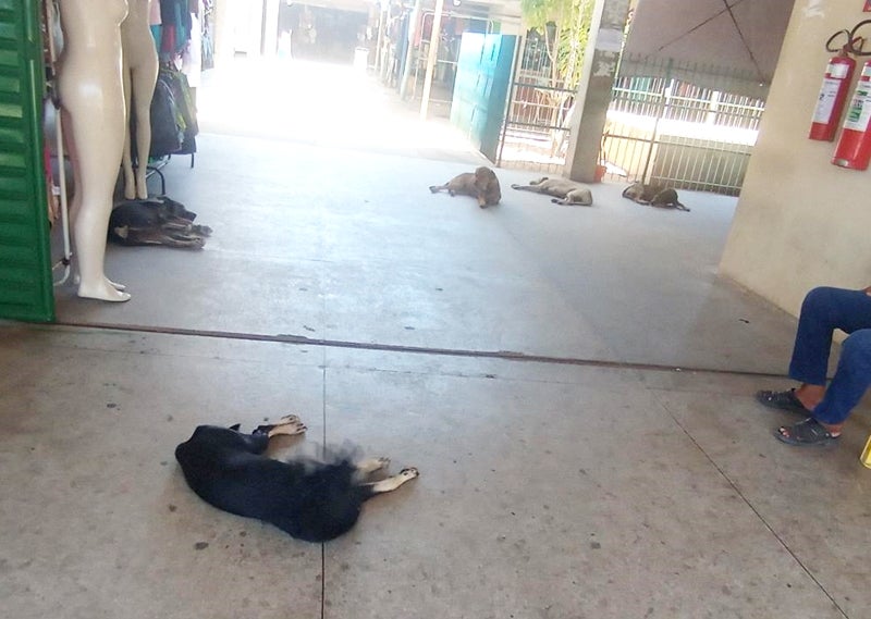 Comerciantes do Mercado Público de Petrolândia denunciam presença de cães de rua atacando clientes e vendedores