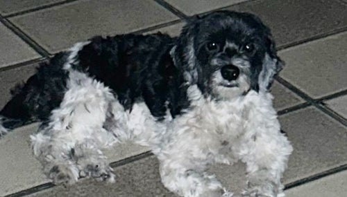 Procura-se cachorro desaparecido em Petrolândia-PE Procura-se cachorro desaparecido em Petrolândia-PE