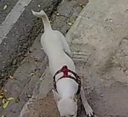 Cachorro some na Quadra 01 e dona pede ajuda para encontrá-lo em Petrolândia Cachorro some na Quadra 01 e dona pede ajuda para encontrá-lo em Petrolândia