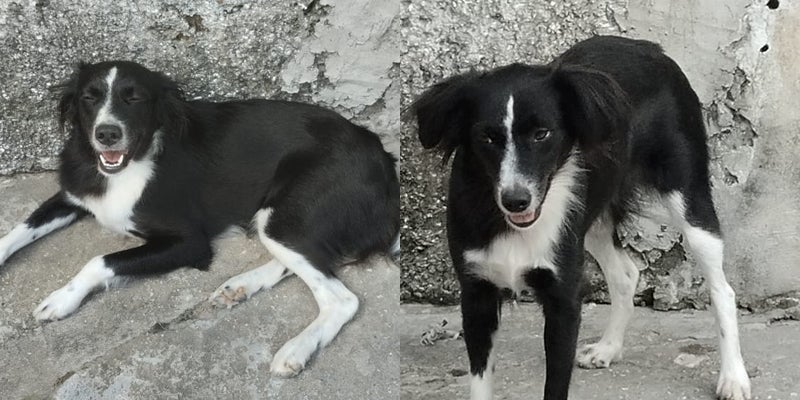 Cadela desaparece na Quadra 17 e tutora pede ajuda para encontrá-la em Petrolândia Cadela desaparece na Quadra 17 e tutora pede ajuda para encontrá-la em Petrolândia