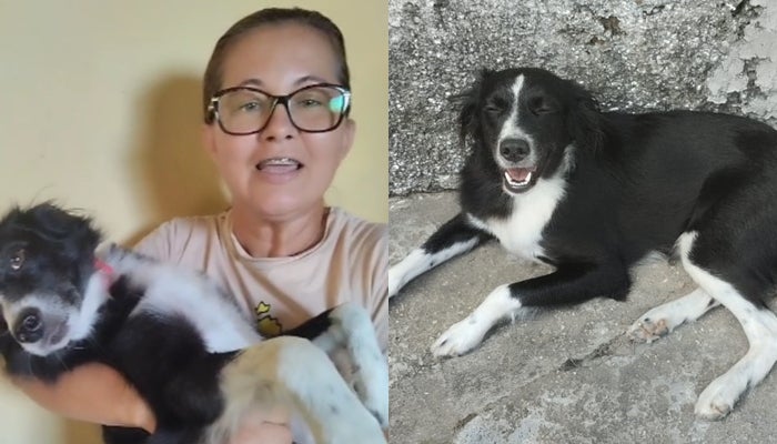 Cadela desaparecida na Quadra 17 é encontrada no Projeto Apolônio Sales, em Petrolândia