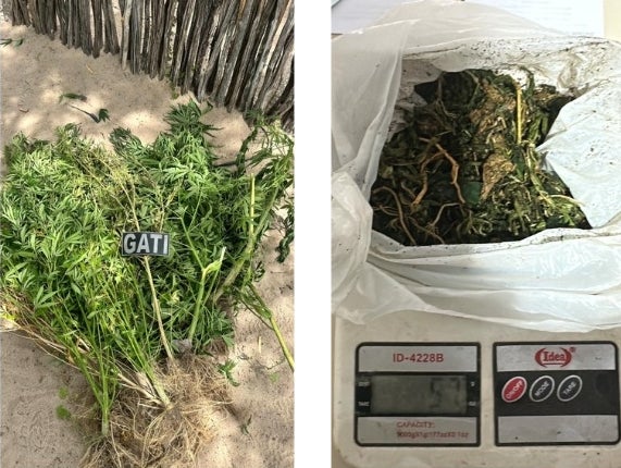 Polícia Militar apreende plantação de maconha e conduz suspeito por tráfico em Tacaratu (PE) Polícia Militar apreende plantação de maconha e conduz suspeito por tráfico em Tacaratu (PE)