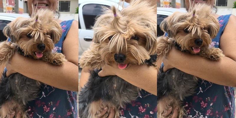 Cadelinha é encontrada na Quadra 04 de Petrolândia e aguarda o dono