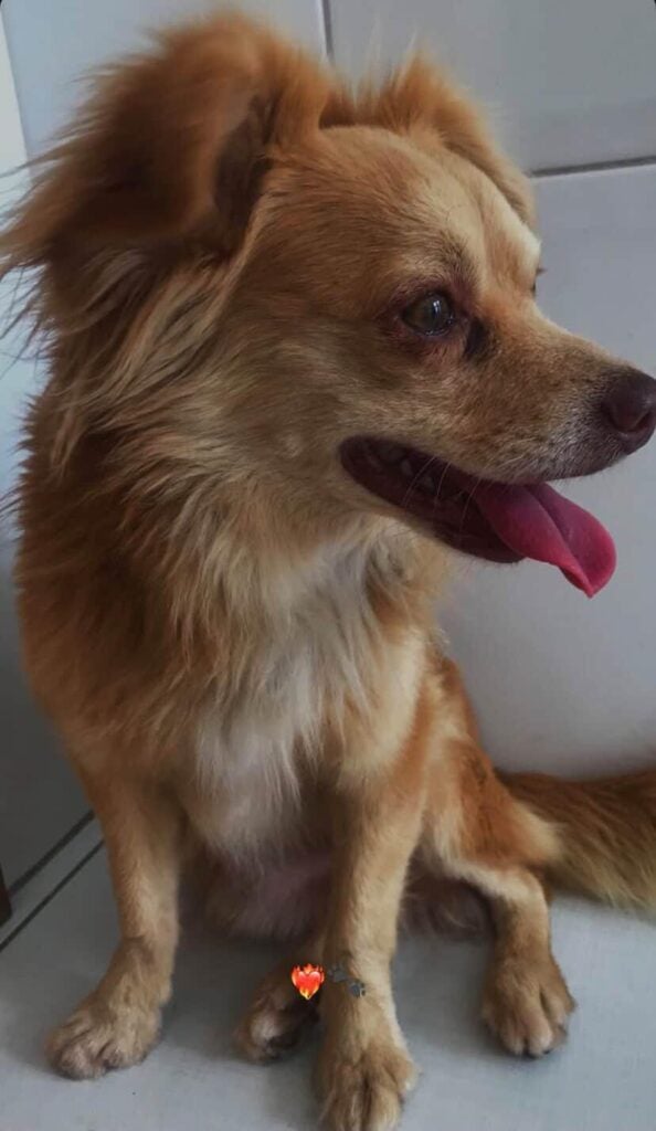 Cachorro desaparece em Petrolândia e família pede ajuda para localizar Ted