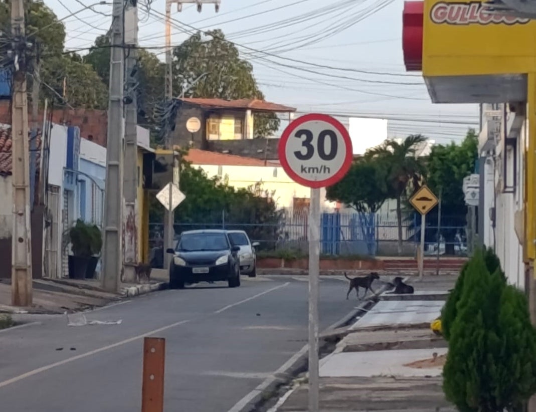 Moradores denunciam ataques de cães a pedestres e motoqueiros no Centro de Petrolândia