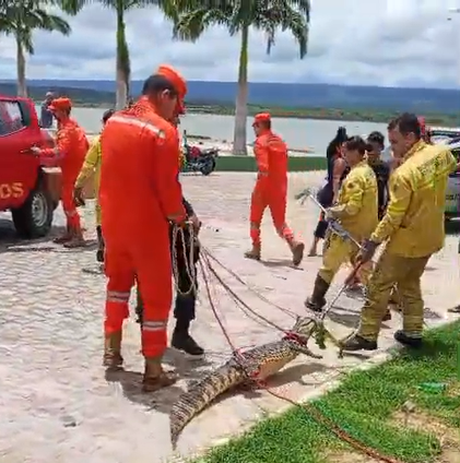 Jacaré é capturado nas proximidades da prainha de Petrolândia e assusta banhistas