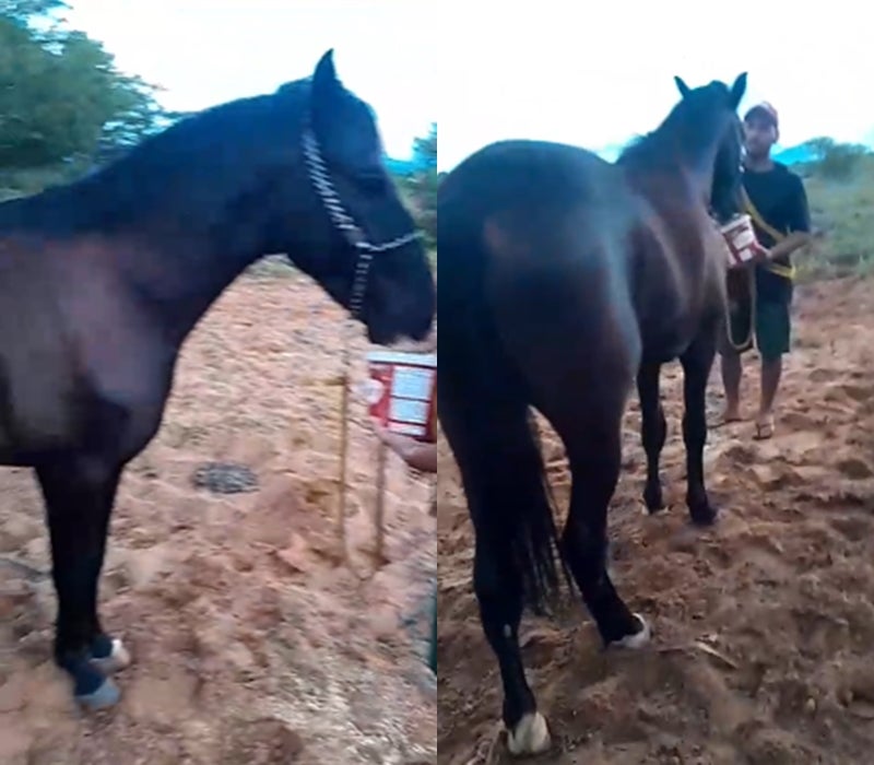 Cavalo desaparece em Petrolândia e proprietário oferece recompensa de R$ 500 por informações