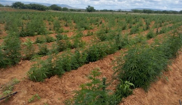 Policiais militares da 4ª CIPM erradicam plantação de maconha na zona rural de Inajá-PE