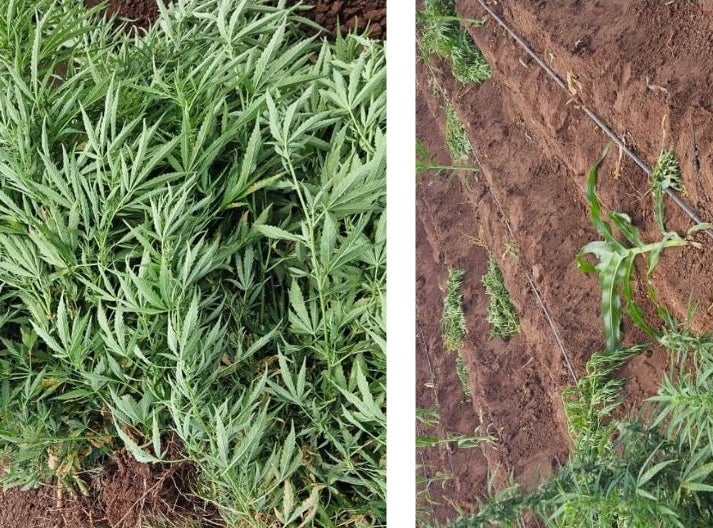 Polícia Militar erradica cerca de 26 mil pés de maconha na zona rural de Tacaratu