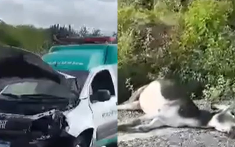 Ambulância de Petrolândia se envolve em acidente com animal em Floresta-PE