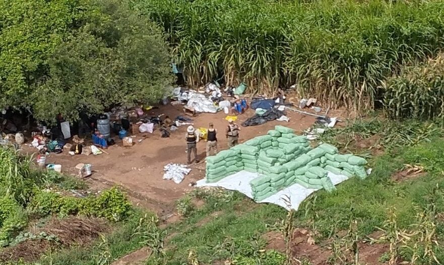 Tráfico adota novas técnicas de cultivo no ‘polígono da maconha’, e expansão da produção desafia PF