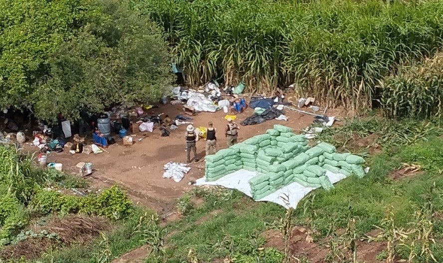 Tráfico adota novas técnicas de cultivo no ‘polígono da maconha’, e expansão da produção desafia PF