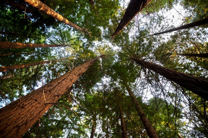 A Nova Era do Setor Florestal: Tecnologia, Eficiência e Sustentabilidade
