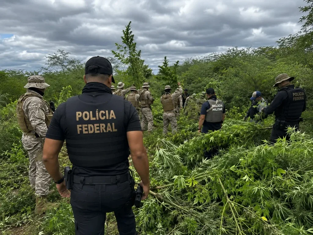 2.800 pés destruídos: PF e PM de Alagoas fazem megaoperação em Delmiro Gouveia e cidades de PE