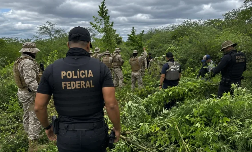 2.800 pés destruídos: PF e PM de Alagoas fazem megaoperação em Delmiro Gouveia e cidades de PE