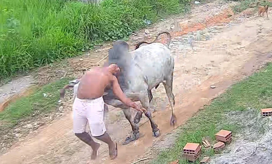 Boi ataca homem em rua de Pernambuco e vídeo do momento impressiona moradores