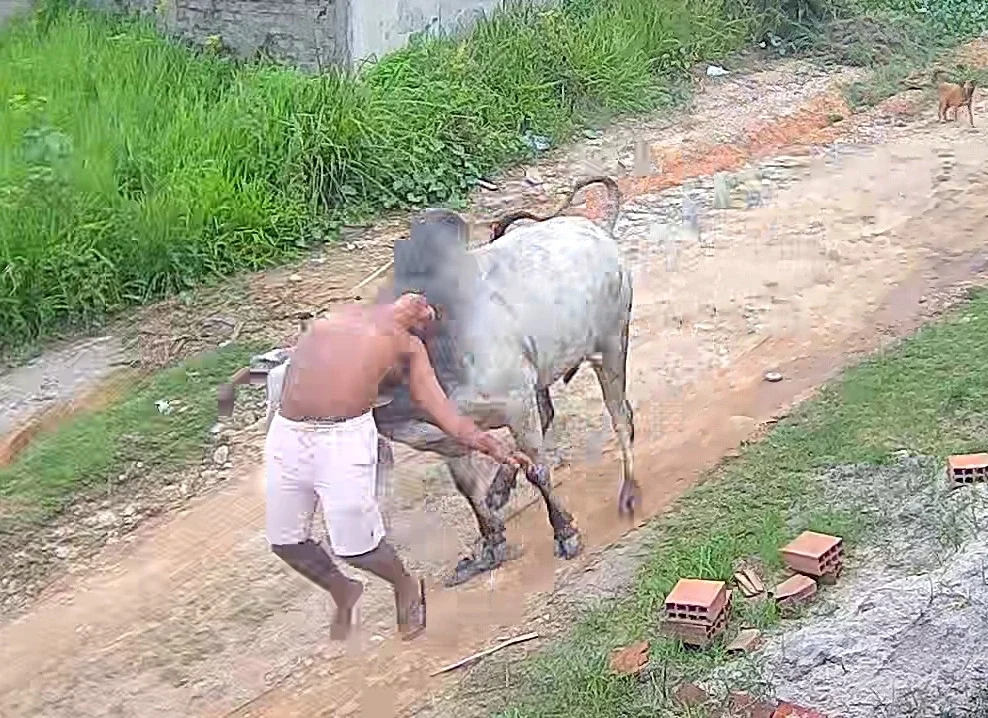 Boi ataca homem em rua de Pernambuco e vídeo do momento impressiona moradores