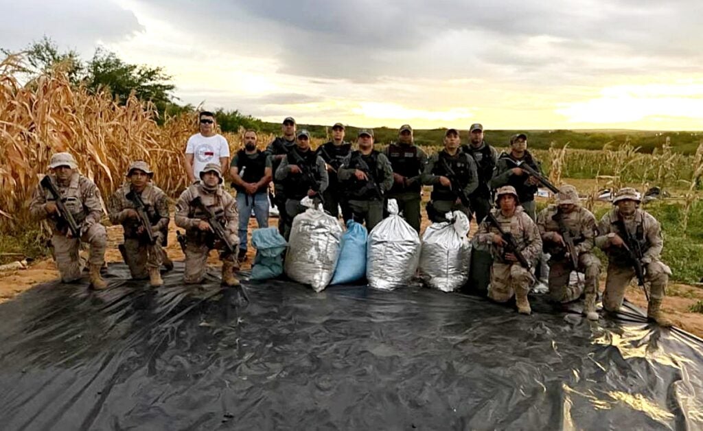 Operação conjunta erradica mais de 6 mil pés de maconha e prende suspeito em Inajá, no Sertão de Pernambuco