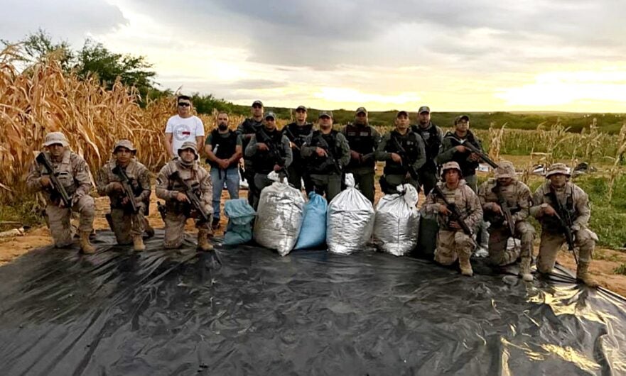 Operação conjunta erradica mais de 6 mil pés de maconha e prende suspeito em Inajá, no Sertão de Pernambuco