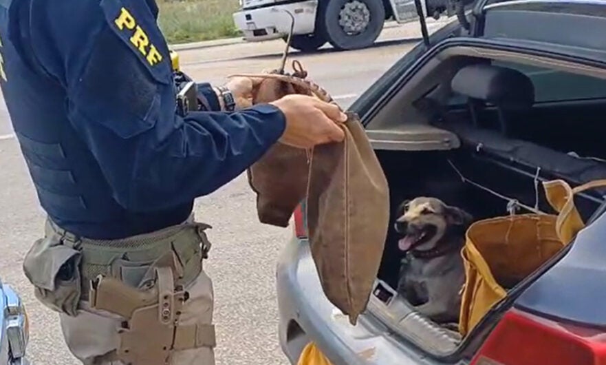 PRF resgata dois tatus e um cachorro no porta-malas de carro na BR-232, em Serra Talhada, no Sertão de Pernambuco