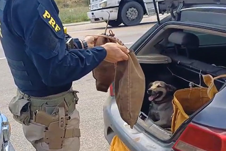 PRF resgata dois tatus e um cachorro no porta-malas de carro na BR-232, em Serra Talhada, no Sertão de Pernambuco