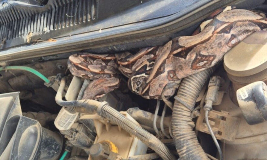 Jibóia é encontrada dentro de motor de caminhonete