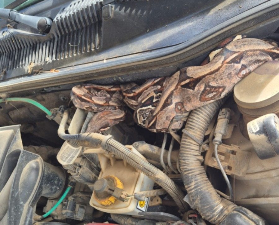 Jibóia é encontrada dentro de motor de caminhonete