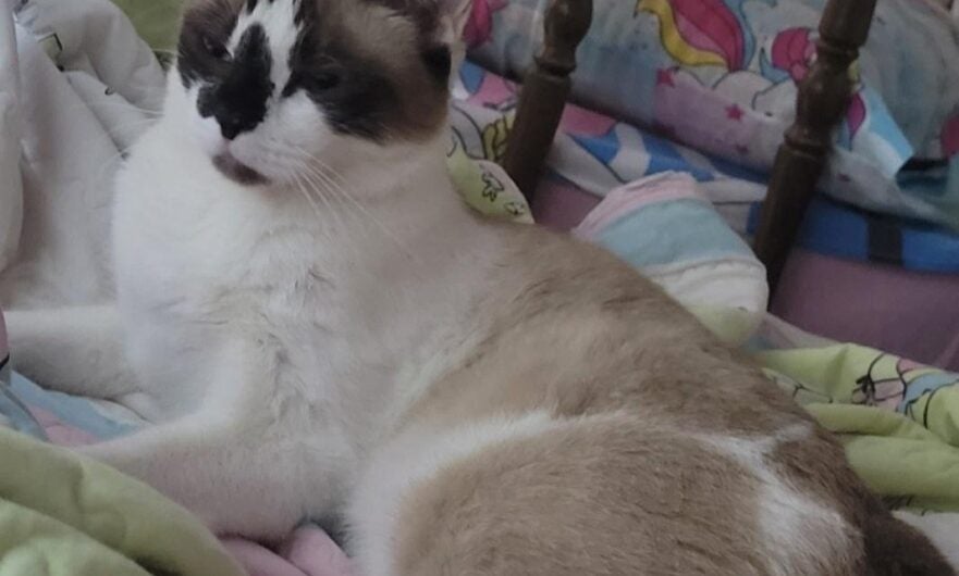 Gata desaparecida mobiliza família em Petrolândia; recompensa é oferecida para quem encontrar Aurora