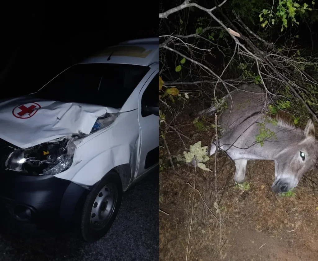 Ambulância colide com jumento na PE-390 entre Floresta e Serra Talhada