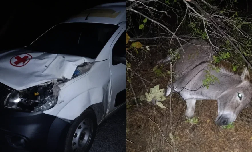Ambulância colide com jumento na PE-390 entre Floresta e Serra Talhada