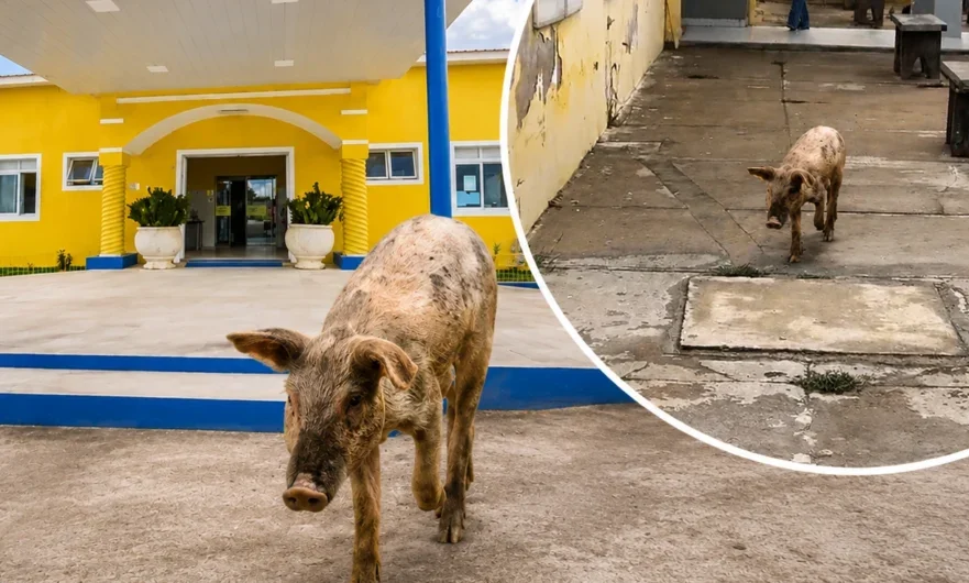 Porco é flagrado circulando nas dependências do Hospital Municipal de Floresta e vídeo repercute nas redes sociais