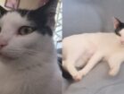 Gata desaparece na Quadra 11, em Petrolândia, e família pede ajuda para encontrá-la