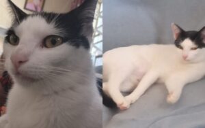 Gata desaparece na Quadra 11, em Petrolândia, e família pede ajuda para encontrá-la Gata desaparece na Quadra 11, em Petrolândia, e família pede ajuda para encontrá-la