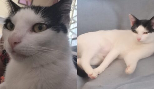 Gata desaparece na Quadra 11, em Petrolândia, e família pede ajuda para encontrá-la