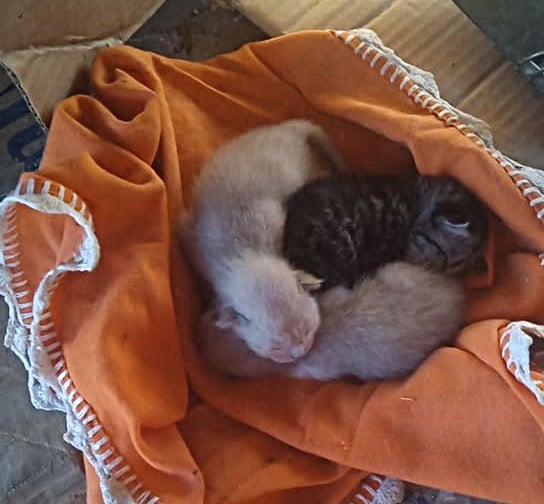 Leitora faz apelo para resgate de gatinhos recém-nascidos abandonados em praça de Petrolândia