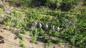 BEPI erradica e incinera mais de 12 mil pés de maconha no Sertão de Pernambuco BEPI erradica e incinera mais de 12 mil pés de maconha no Sertão de Pernambuco