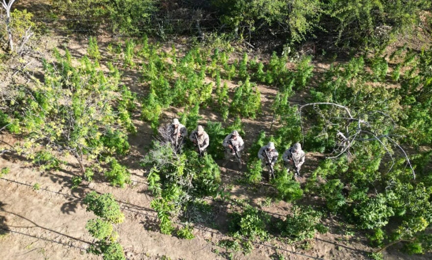 BEPI erradica e incinera mais de 12 mil pés de maconha no Sertão de Pernambuco