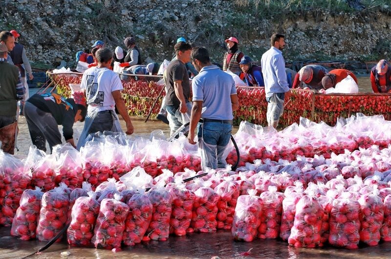 Sertão de Itaparica movimenta economia e empresas buscam organização