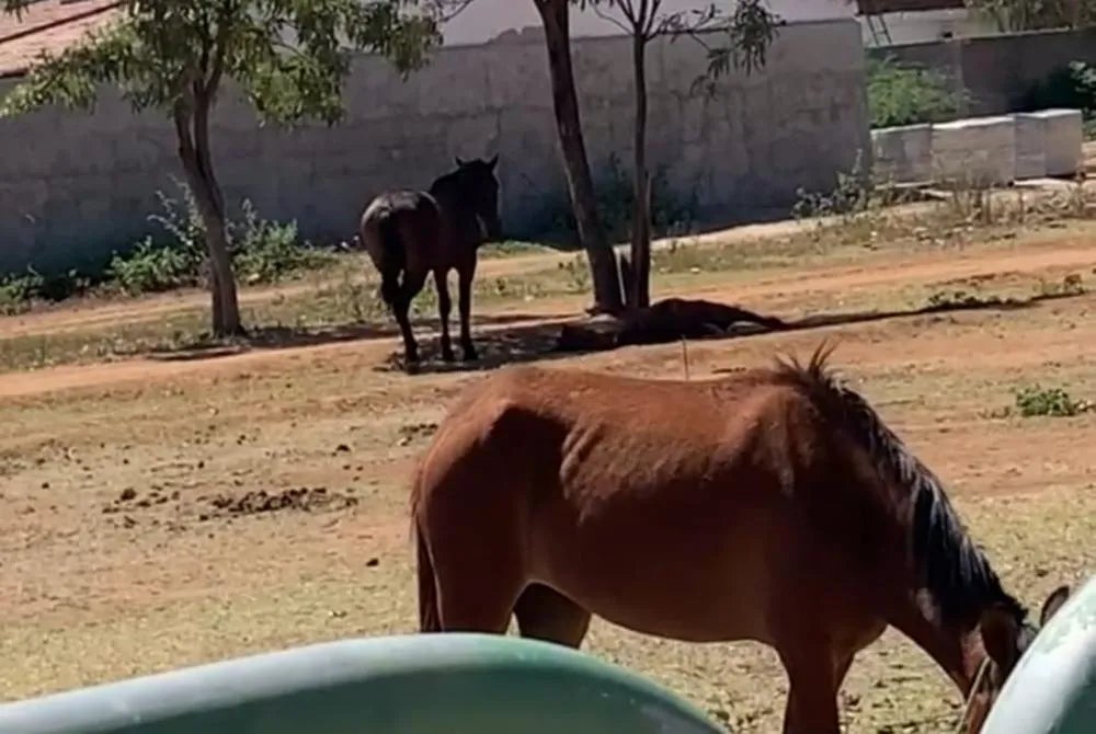 Cavalo solto atinge carro e motorista cobra providências em Floresta