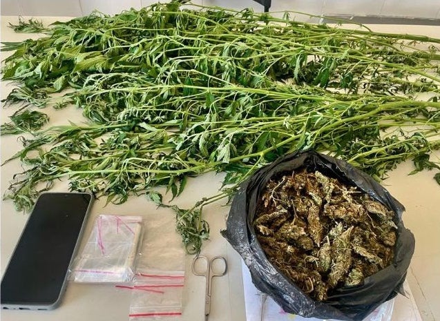 Polícia Militar apreende 15 pés e 185 gramas de maconha durante ação em Petrolândia