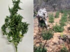 BEPI erradica 2,2 mil pés de maconha em Carnaubeira