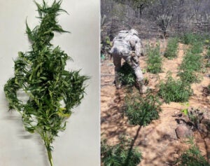 BEPI erradica 2,2 mil pés de maconha em Carnaubeira BEPI erradica 2,2 mil pés de maconha em Carnaubeira
