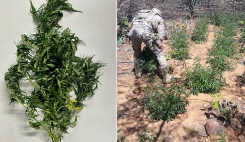 BEPI erradica 2,2 mil pés de maconha em Carnaubeira