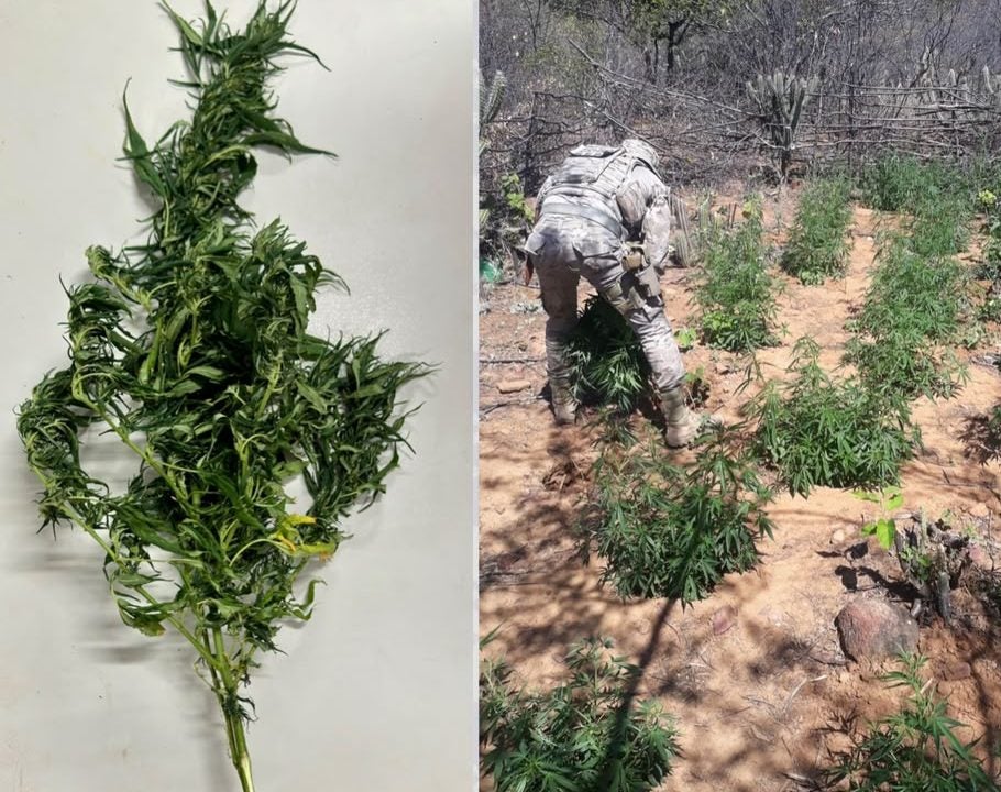 BEPI erradica 2,2 mil pés de maconha em Carnaubeira