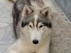 Cachorro da raça Husky Siberiano é encontrado próximo a igreja em Petrolândia