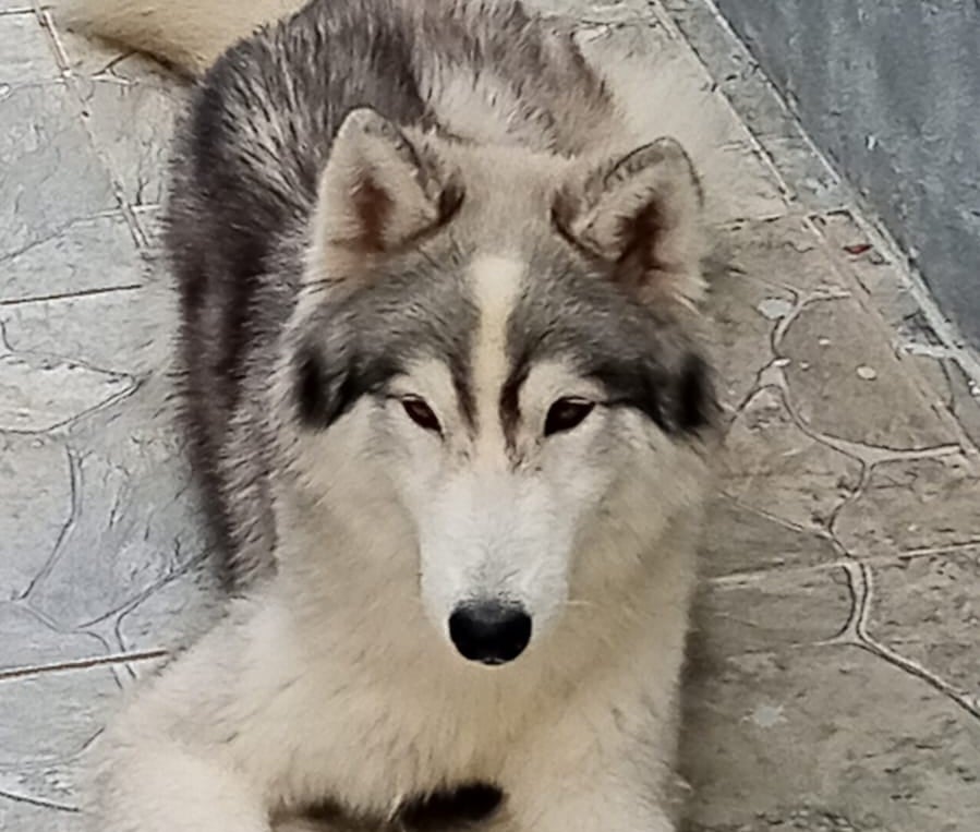 Cachorro da raça Husky Siberiano é encontrado próximo a igreja em Petrolândia